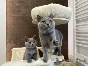 Photo №4. I will sell british shorthair in the city of Bydgoszcz. breeder - price - negotiated