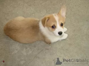 Photo №1. welsh corgi - for sale in the city of Bucharest | 317$ | Announcement № 70057