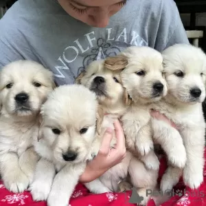 Photo №3. Healthy cute golden retriever puppies puppies available now for sale. Australia