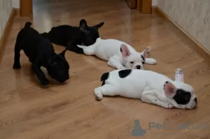 Photo №3. Adorable French Bulldog puppies for sale!. Germany