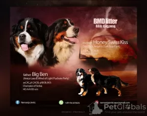 Photo №1. bernese mountain dog - for sale in the city of Валево | negotiated | Announcement № 105902