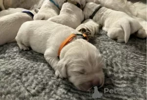 Photo №3. Golden Retriever puppies. Bulgaria