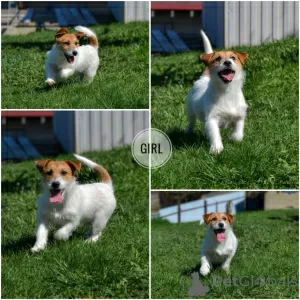 Additional photos: Puppies Jack Russell from the kennel