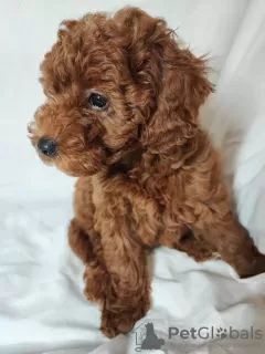 Additional photos: poodle puppies