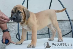 Additional photos: Dogo Canario - Presa Canario puppies