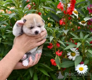 Additional photos: Akita inu puppies