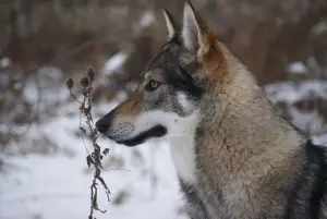 Additional photos: Czechoslovakian wolfdog puppies for sale