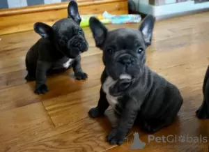 Photo №1. french bulldog - for sale in the city of Bremen | 376$ | Announcement № 130439