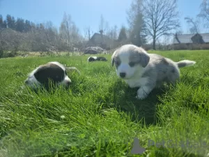 Additional photos: Welsh Corgi Cardigan