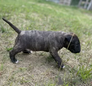 Photo №3. Bull terrier bull terrier standard FCI male/female. Poland