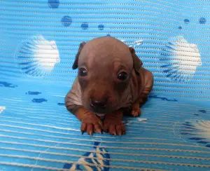 Additional photos: Puppies of the American naked terrier