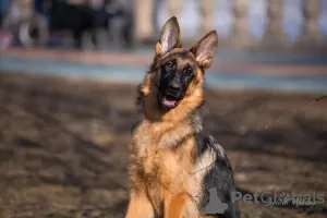 Photo №3. German Shepherd Teens. Russian Federation