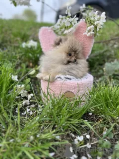 Additional photos: Pomeranian puppies of the highest pedigree