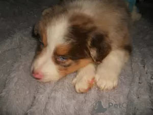 Photo №1. australian shepherd - for sale in the city of Dragsvik | Is free | Announcement № 119304