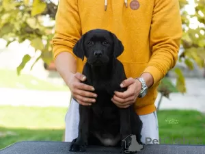 Additional photos: Labrador retriever puppies