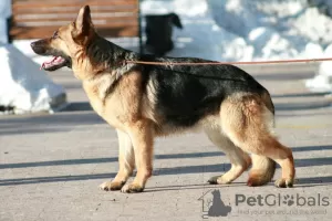 Photo №3. German shepherd puppies. Russian Federation