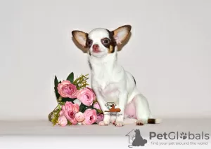 Additional photos: Lovely miniature princess. Chihuahua girl.