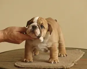 Additional photos: English bulldog puppies