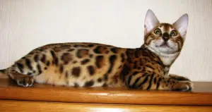 Photo №4. I will sell bengal cat in the city of Kobrin. from nursery - price - 500$