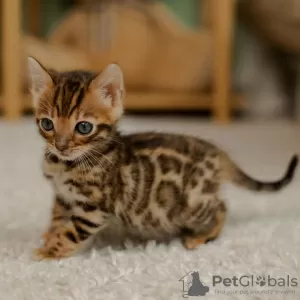 Photo №1. bengal cat - for sale in the city of Prague | negotiated | Announcement № 106489