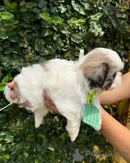 Photo №3. Beautiful female KC registered shihtzu pup. United States