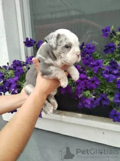 Additional photos: English bulldog, puppy