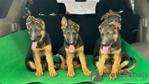 Photo №2 to announcement № 84232 for the sale of german shepherd - buy in Finland private announcement