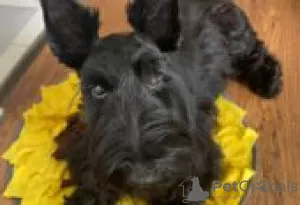 Photo №1. scottish terrier - for sale in the city of Berlin | Is free | Announcement № 126247