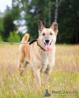 Photo №3. Well-mannered and comfortable dog for life. Russian Federation