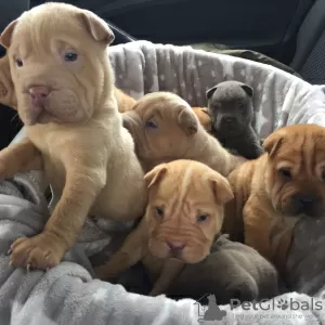 Photo №1. shar pei - for sale in the city of Vilnius | 317$ | Announcement № 36075