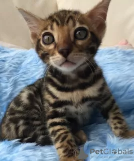 Photo №1. bengal cat - for sale in the city of Аугсбург | 371$ | Announcement № 109206