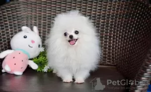 Photo №2 to announcement № 113610 for the sale of pomeranian - buy in United States private announcement