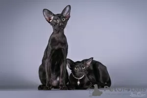 Photo №2 to announcement № 51505 for the sale of oriental shorthair - buy in Latvia breeder