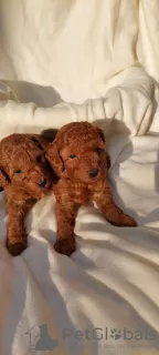 Photo №3. Toy poodle puppies. Serbia