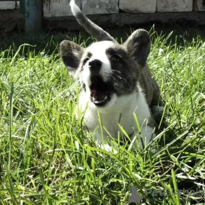 Additional photos: Welsh corgi puppy