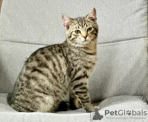 Additional photos: Charming striped kitten Lyolik is looking for a home and a loving family!