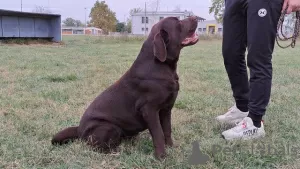 Photo №3. Labrador ready to mate. Serbia