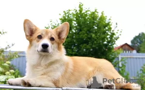 Additional photos: welsh corgi pembroke puppies girls from Interchampion