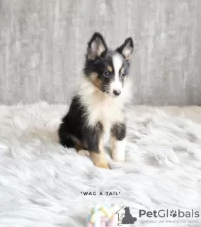 Photo №3. Shetland sheepdog. Germany