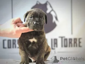 Photo №3. Cane Corso puppies. Serbia