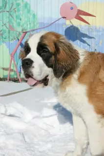 Additional photos: St. Bernard puppies for sale (girls)