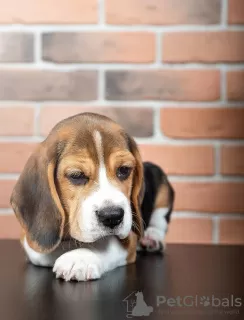 Photo №1. beagle - for sale in the city of Quedlinburg | 423$ | Announcement № 103659