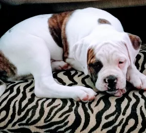 Photo №2 to announcement № 6679 for the sale of american bulldog - buy in Russian Federation breeder