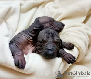 Additional photos: XOLOITZCUINTLE STANDARD puppies