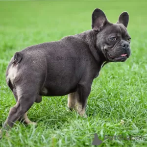 Photo №3. French Bulldog blue and tan. Russian Federation