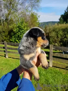 Photo №1. australian cattle dog - for sale in the city of Saarbrücken | 317$ | Announcement № 95720