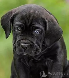 Photo №1. cane corso - for sale in the city of Lviv | 433$ | Announcement № 7573