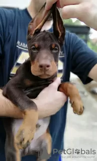 Additional photos: doberman puppies