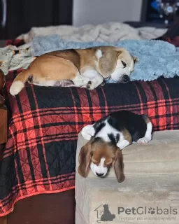 Additional photos: beagle puppies raised in a loving family home, 