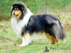 Additional photos: Rough Collie puppies